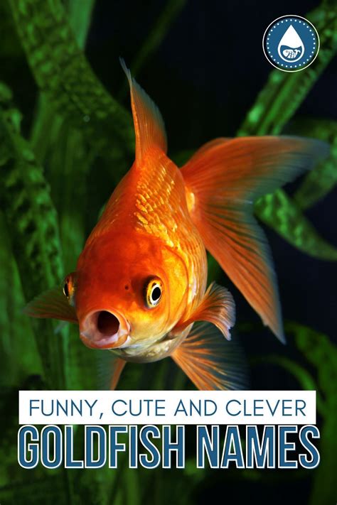 Funny, Cute And Clever GoldFish Names in 2021 | Goldfish names, Goldfish, Black goldfish