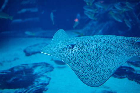 Electric rays to help us map the ocean floor - It Ain't Magic