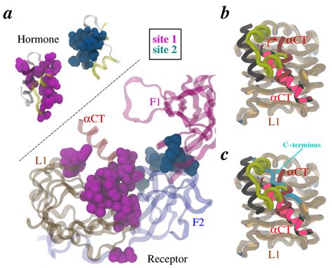 Membranes | Special Issue : Structure and Function of Membrane Receptors