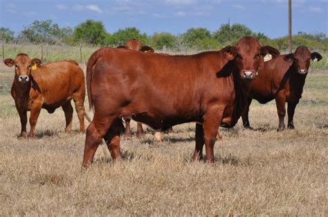 Crossbreeding with Beefmaster Cattle - Texas Landowners Association