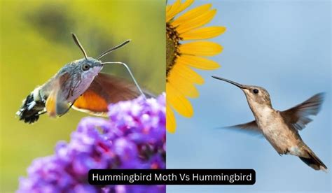 Hummingbird Moth Vs Hummingbird: Discover Mysteries - Spark Lark