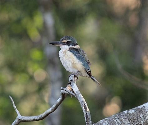 Kingfishers | BIRDS in BACKYARDS