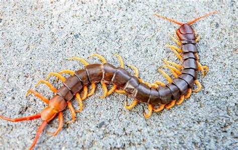 Blog - How Dangerous Are Centipedes In North Carolina?