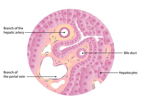 Liver: Anatomy | Concise Medical Knowledge