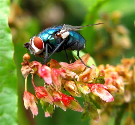 Bluebottle Fly by vandalised on DeviantArt