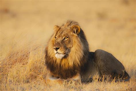 Africa's Top 12 Safari Animals and Where to Find Them