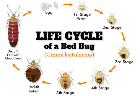 How to Get Rid of Bed Bugs - DIY Methods - Integrum