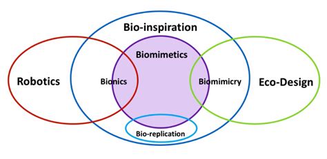 Biomimicry: a concept for more sustainable innovations | Mibelle ...