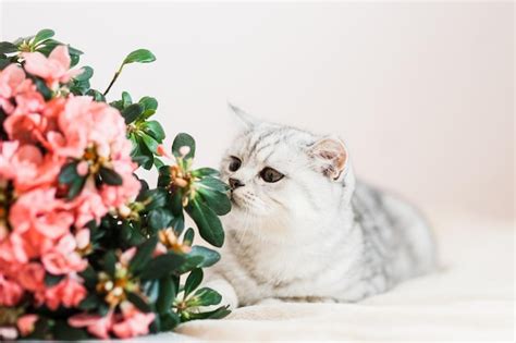 Premium Photo | Beautiful cat playing with flower pots