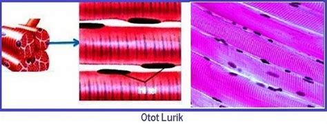 Pengertian, Fungsi dan Ciri-Ciri Otot Lurik | Artikelsiana