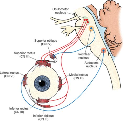 Pin em Anatomy