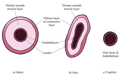 Comparison Between Arteries, Veins and Capillaries | Animal Systems