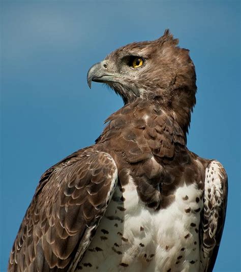 Martial eagle (Polemaetus bellicosus) | DinoAnimals.com