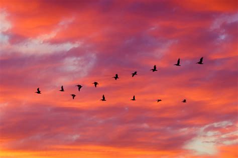 Birds Flying In Formation At Sunset Stock Photo - Download Image Now ...