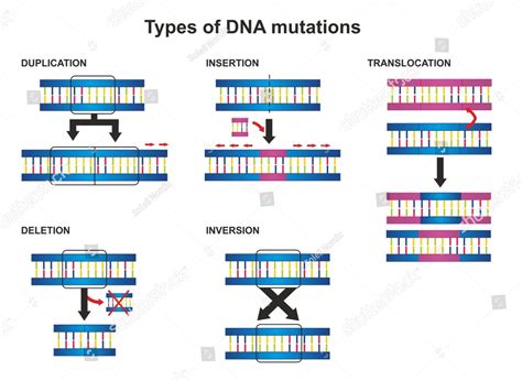 Genetic mutations – Science of Healthy