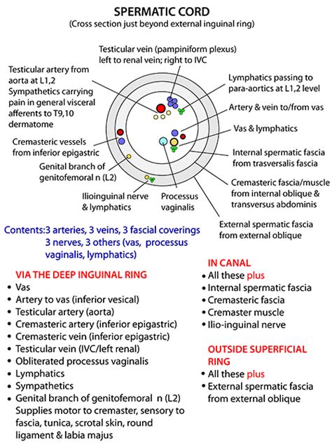 Instant Anatomy - Abdomen - Areas/Organs - Inguinal region - Spermatic cord & contents of ...