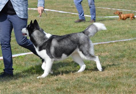 15 Awesome Alaskan Malamute Training Tips — First Light Farm