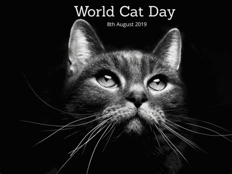 International Cat Day | Cat-World