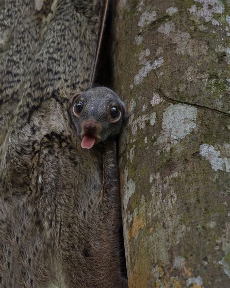 A Malayan Colugo aka Sunda flying lemur aka the cutest little guyhttps://i.redd.it/3sl22d66k0821 ...