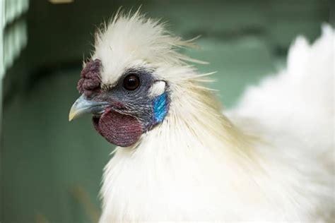 Silkie: A Comprehensive Guide to the Furry Chicken - PetHelpful