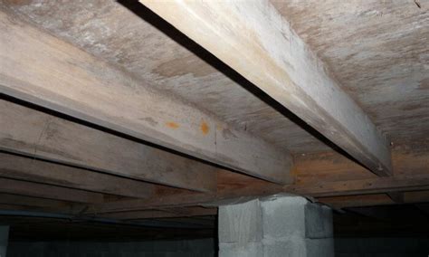 Crawlspace Mold In Your Raleigh House | Inspiring Investment Raleigh | We Buy Houses Raleigh ...