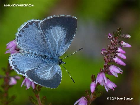 Holly Blue Butterfly and caterpillar (Celastrina argiolus) | Wildlife Insight