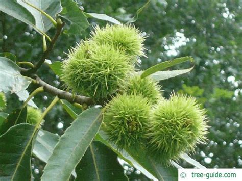 European Chestnut | Castanea sativa