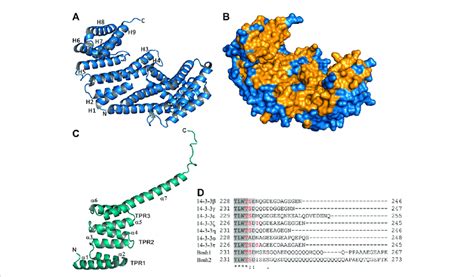 Structure of 14-3-3 proteins. (A) Crystal structure of the human 14-3-3... | Download Scientific ...