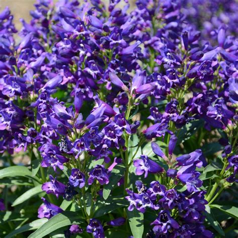 Penstemon Rock Candy® Purple - Garden Crossings