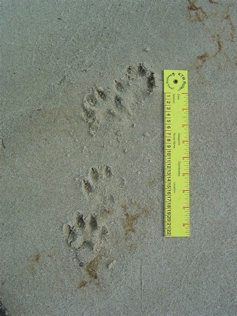 Otter Tracks