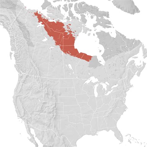 Harris's Sparrow - Range map: Breeding - eBird Status and Trends