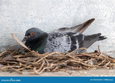 The Pigeon Nests on the Ledge of the House Over Street. Stock Image ...