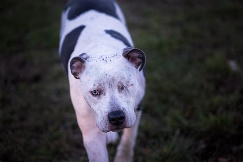 Precious One-Eyed Dog Is So Overjoyed To Be Adopted - PetHelpful News