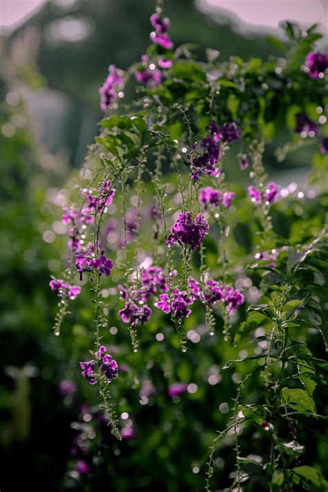 Duranta Flowers Wet - Free photo on Pixabay - Pixabay