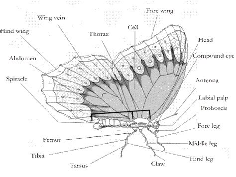 Anatomy - Blue Morpho