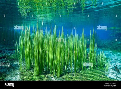 Underwater River Plants