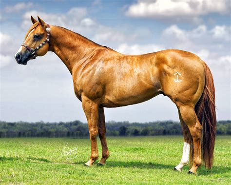 Sorrel quarter horse stallion | Horses, Aqha horses, Beautiful horses