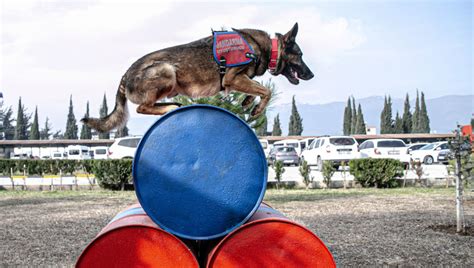 Turkey Is Training Rescue Dogs for Disaster Relief - DogTime