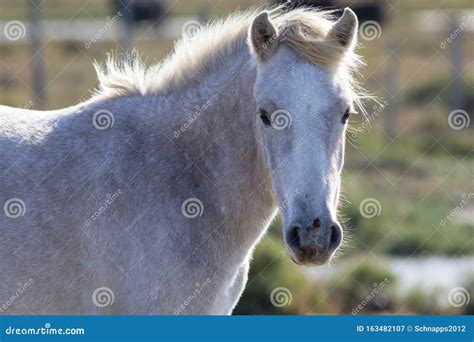 Portrait of a Wild, White Camargue Horse Stock Image - Image of beautiful, france: 163482107