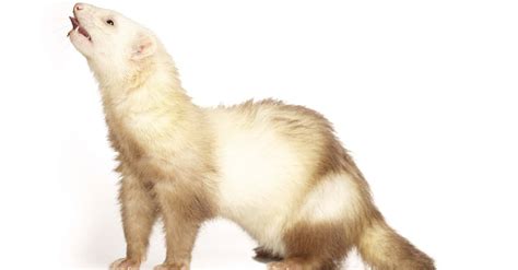 Stinky! Do Ferrets Smell Bad? - A-Z Animals