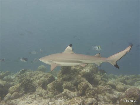 Snorkeling in Kuredu Island, Lhaviyani Atoll | Snorkeling the Maldives