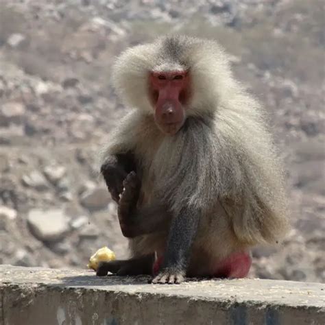 Hamadryas Baboon - Facts, Diet, Habitat & Pictures on Animalia.bio