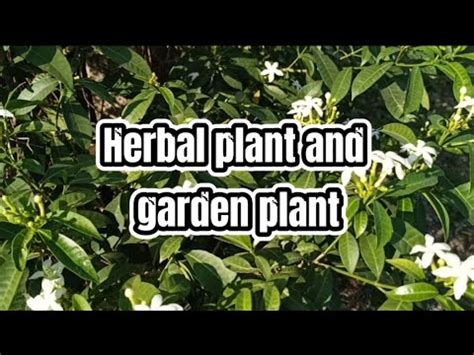 Halamang gamot/# PANDAKAKI.(Kampupot) garden plant/ mga benepisyo - YouTube