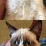 Grumpy Cat 2x Smile - Imgflip