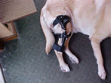 Dog Knee Brace from Orthopets