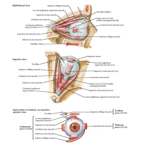 Extrinsic Eye Muscles Anatomy - pediagenosis