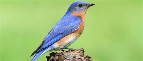 Eastern Bluebird - A-Z Animals