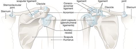 The ArmDoc - Sternoclaviular Joint Problems