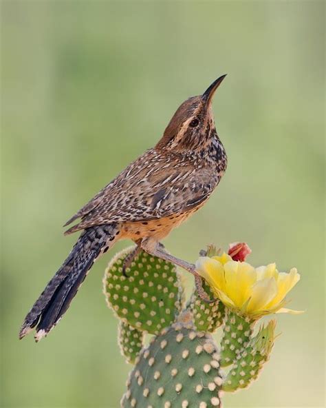 Cactus Wren/Troglodyte des Cactus/Campylorhynchus brunneicapillus | Cactus wren, Pet birds ...