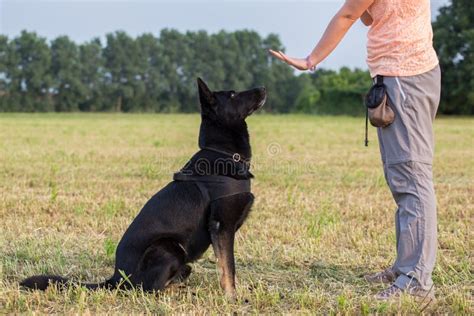 Black German Shepherd Training Stock Photo - Image of retrieve, owner: 92397600